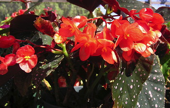 B. ‘Copper Gold’